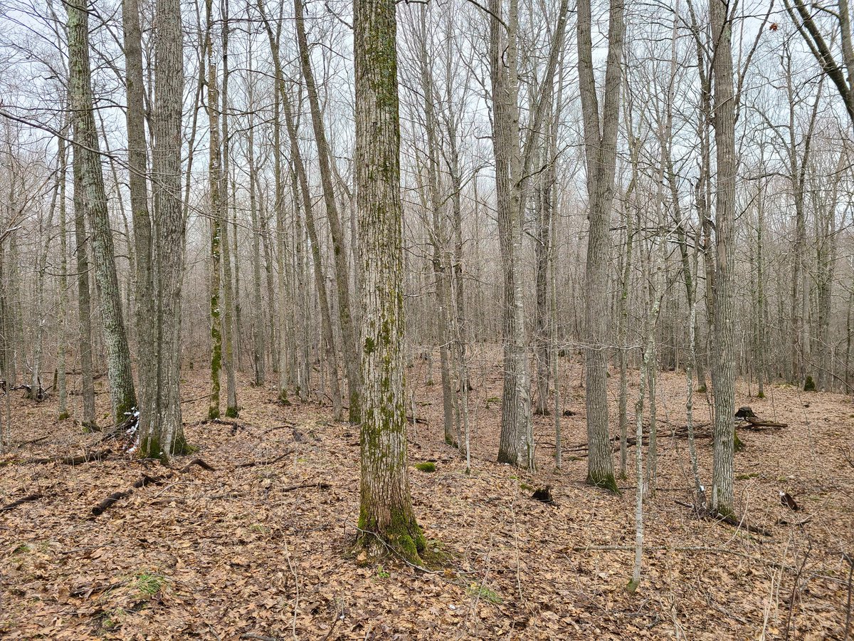 kcoop945's tweet photo. A walk in the woods for earth day! https://t.co/Ah52BoGkR7