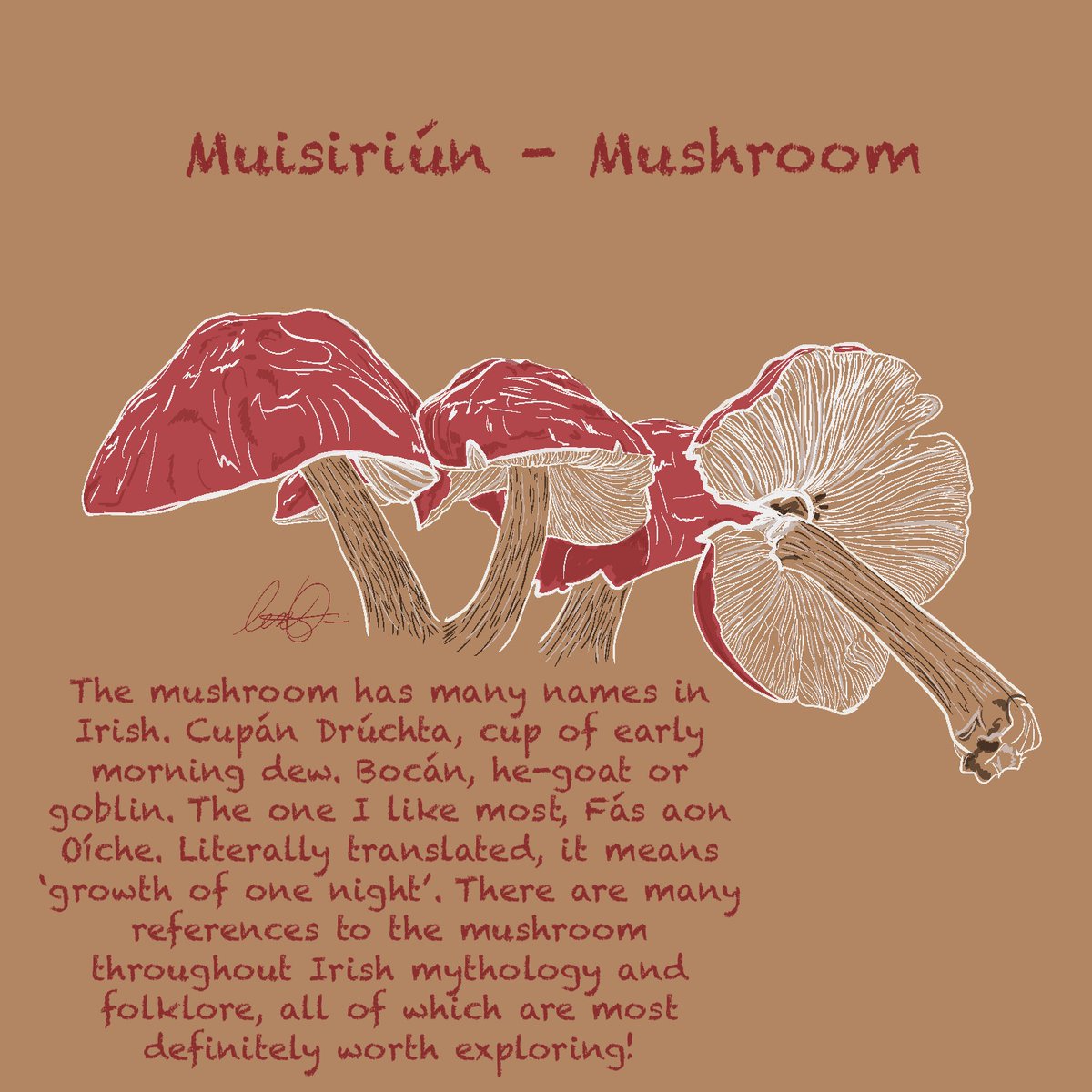 Muisiriún - Mushroom
(pronounced:  Mush-ir-oon)

This is the final image by Lisa Harris, <a href="/LearaidiGaeilge/">Léaráidí as Gaeilge</a>  that I'll post here.  
She'll post new images at instagram.com/learaidiasgaei… &amp; Etsy etsy.com/shop/wildirela… &amp; possibly at <a href="/LearaidiGaeilge/">Léaráidí as Gaeilge</a>
