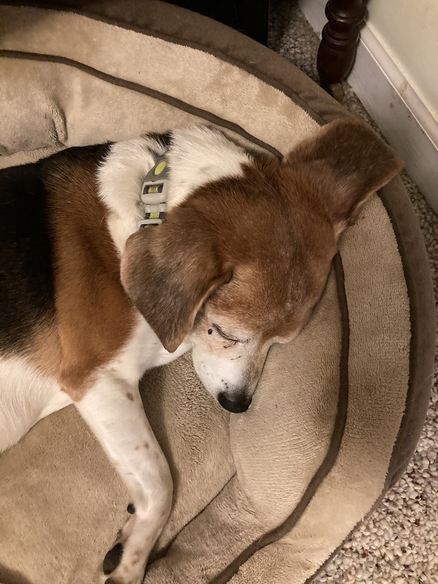#NationalBeagleDay