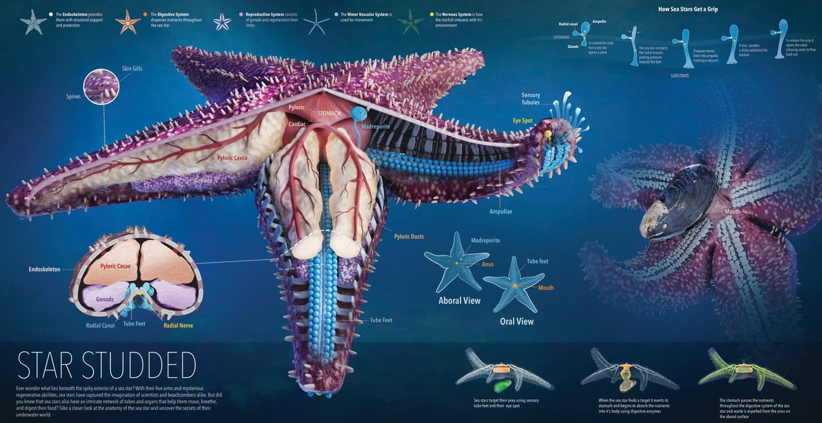 A infographic on sea star anatomy and physiology! 🪸🌊

#SeaStar #Starfish #MarineBiology #Biology #Science #Earth #WildlifeEducation #SciComm
#Infographic #Starfish #Marineanimal #InfoDesign #VizSciComm #Art #Illustration #ScientificIllustration #IllustratorsOnTwitter
