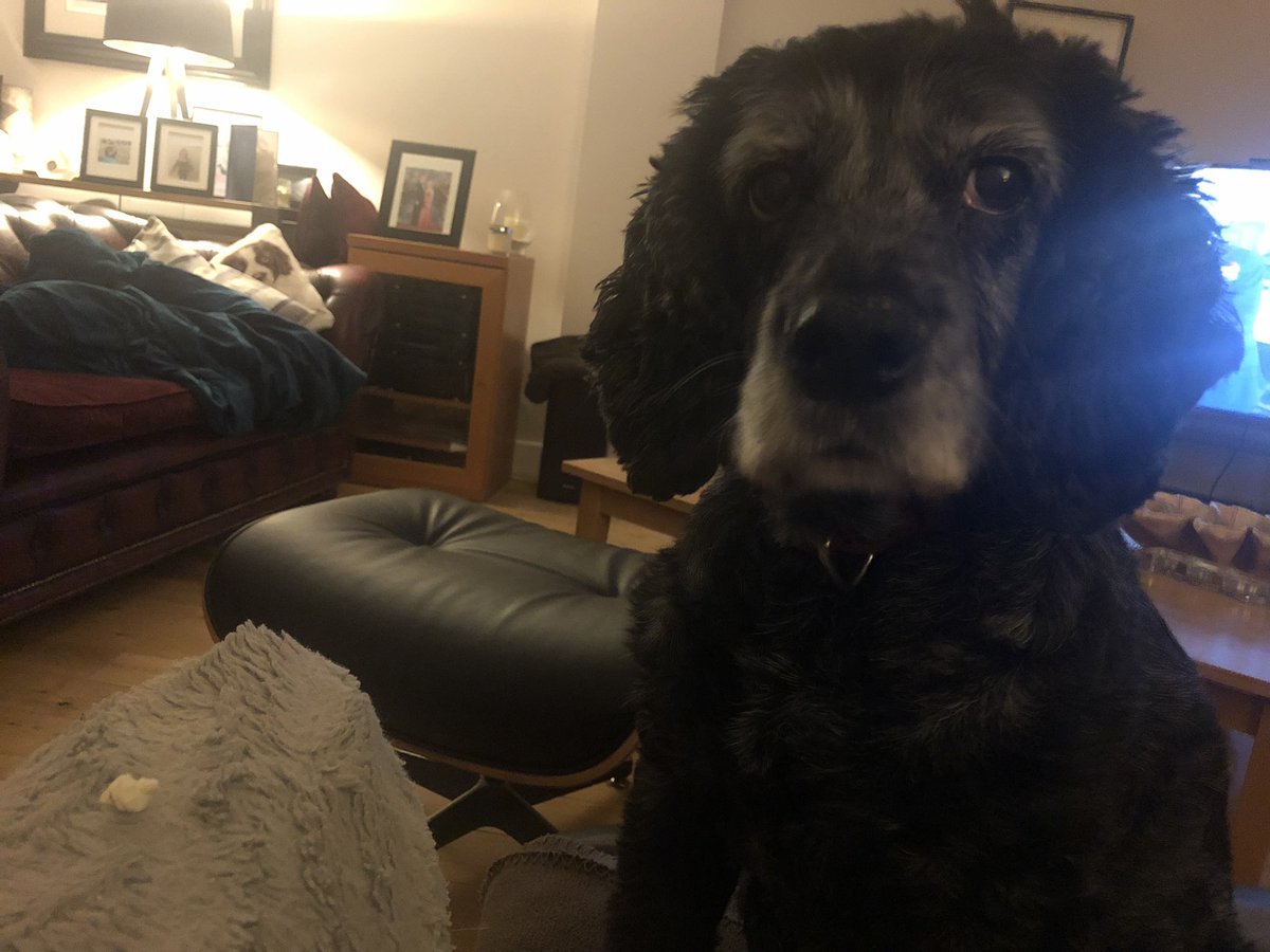 CockerBeau's tweet photo. Good grief… makin me wait for popcorn sharesies https://t.co/TG5oSKWNnH