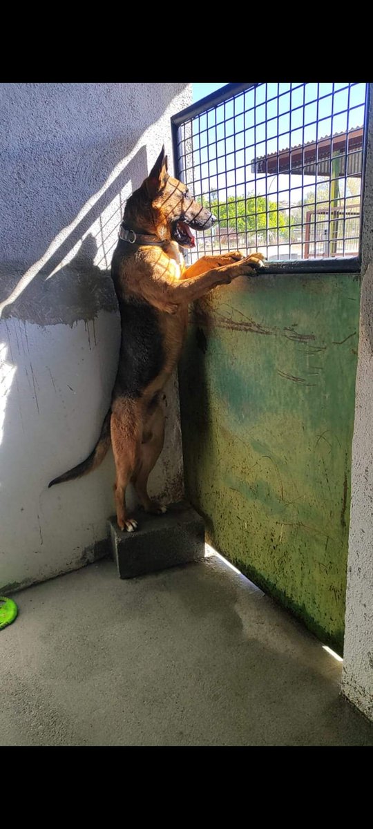 SilviaMylo's tweet photo. Byron se sube en la caja hasta llegar a la ventana y ver el sol, la vida, la libertad que se le niega 😢
Aulla desesperado, roto creyendo que alguien le oirá  mientras su lamento se pierde entre tanto cuerpo sin alma 😢 💔
Perrera de Baza, Granada
629879220
695060594
649131136 https://t.co/ad90Tf70mS