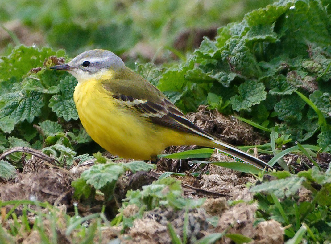 Decent views of the "Channel" Wagtail at the paddocks today #londonbirds