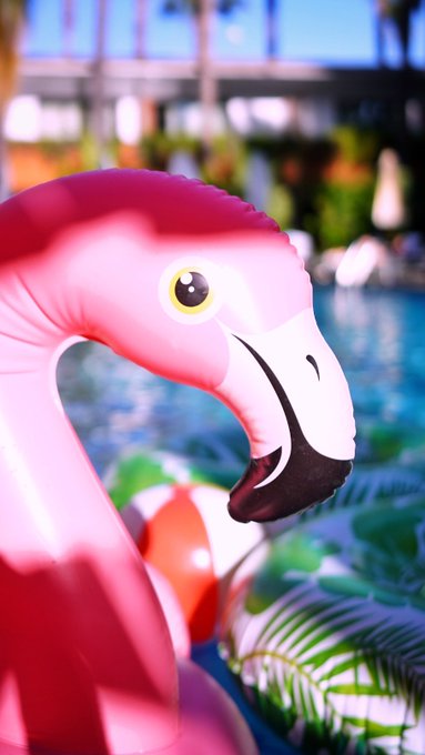 Lunch at @hwood_roosevelt yesterday 🕶️🦩🥃 https://t.co/U50xK9kqr1<a class="tags" target="_blank" title="On Twitter" href="/?out=eyJ0eXAiOiJKV1QiLCJhbGciOiJIUzUxMiJ9.eyJpYXQiOjE3MjQ2NTQzMzksImlzcyI6InR3cG9ybnN0YXJzLmNvbSIsIm5iZiI6MTcyNDY1NDMzOSwiZXhwIjoxNzU2MTkwMzM5LCJyZWRpcmVjdF91cmwiOiJodHRwczovL3R3aXR0ZXIuY29tL2h3b29kX3Jvb3NldmVsdCJ9.BZunRHBttvpm4e3e4sRjbHMOwF-aIpkQBXWNcQXfLBo52bhcvL-nq7WF6ND0INAWYyffXUS_6Y4YFN_-zUH8Lg">@hwood_roosevelt</a><a href="/tag/newprofilepic"class="tags"><span>#newprofilepic</span></a>