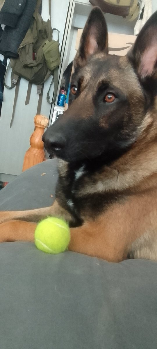 PubBrawler's tweet photo. @Chowin76 He's grand i got him 2 postmans leg bones and 12 tennis balls to get him thru the weekend 😂😂😂😂
He goes thru a tennis ball in minutes 😁😁 and expects me to throw little bits of rubber that used to be a tennis ball for him 😂😂
Its all good
How are you bro https://t.co/3bXwiu00mQ