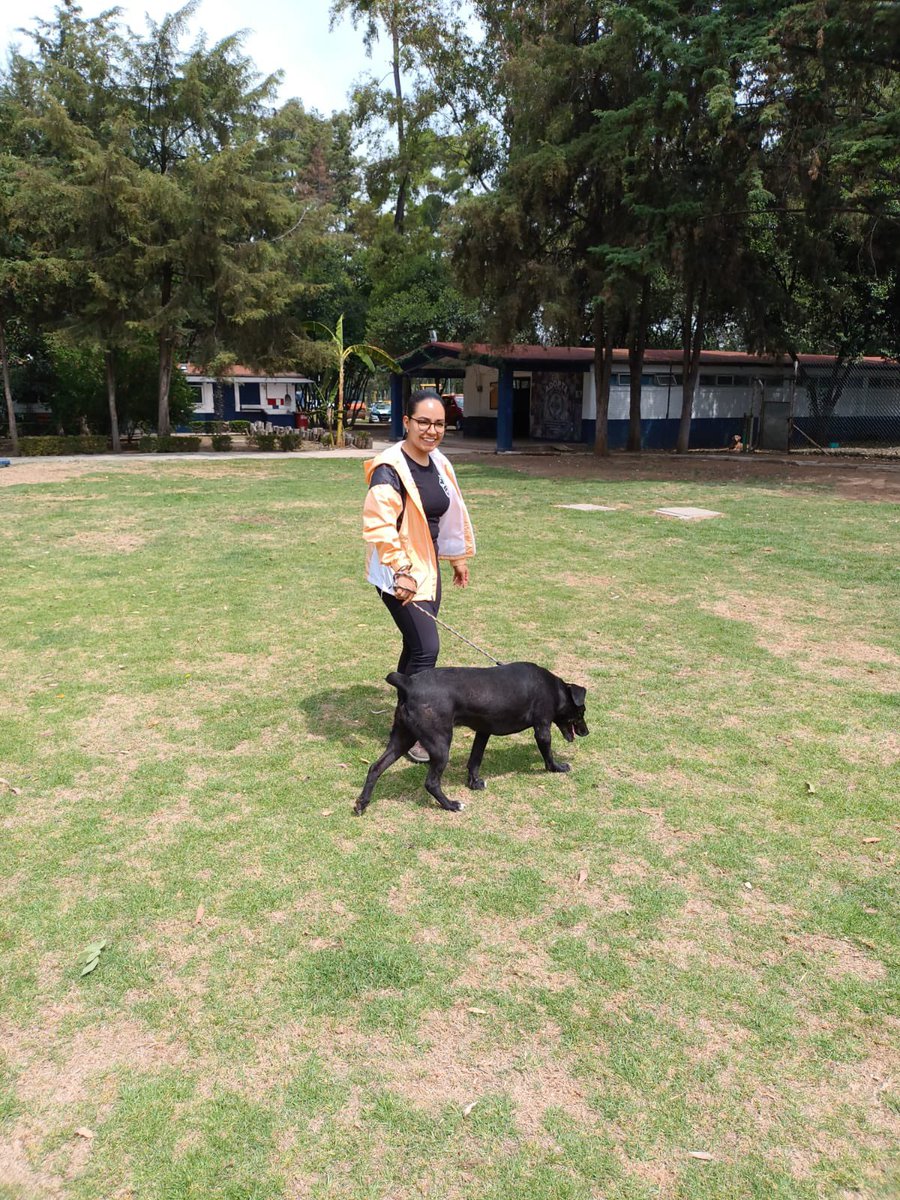 LetyVarela's tweet photo. De L a V dedico unas 4 horas para convivir y pasear a 🐕 de Brigada @SSC_CDMX y créanme que ¡es cansado!

Por ello agradezco infinitamente el apoyo que brindan los fines de semana nuestr@s #Padrin@s 

Si quieres participar en este programa semanal, repórtate aquí y te digo qué hacer