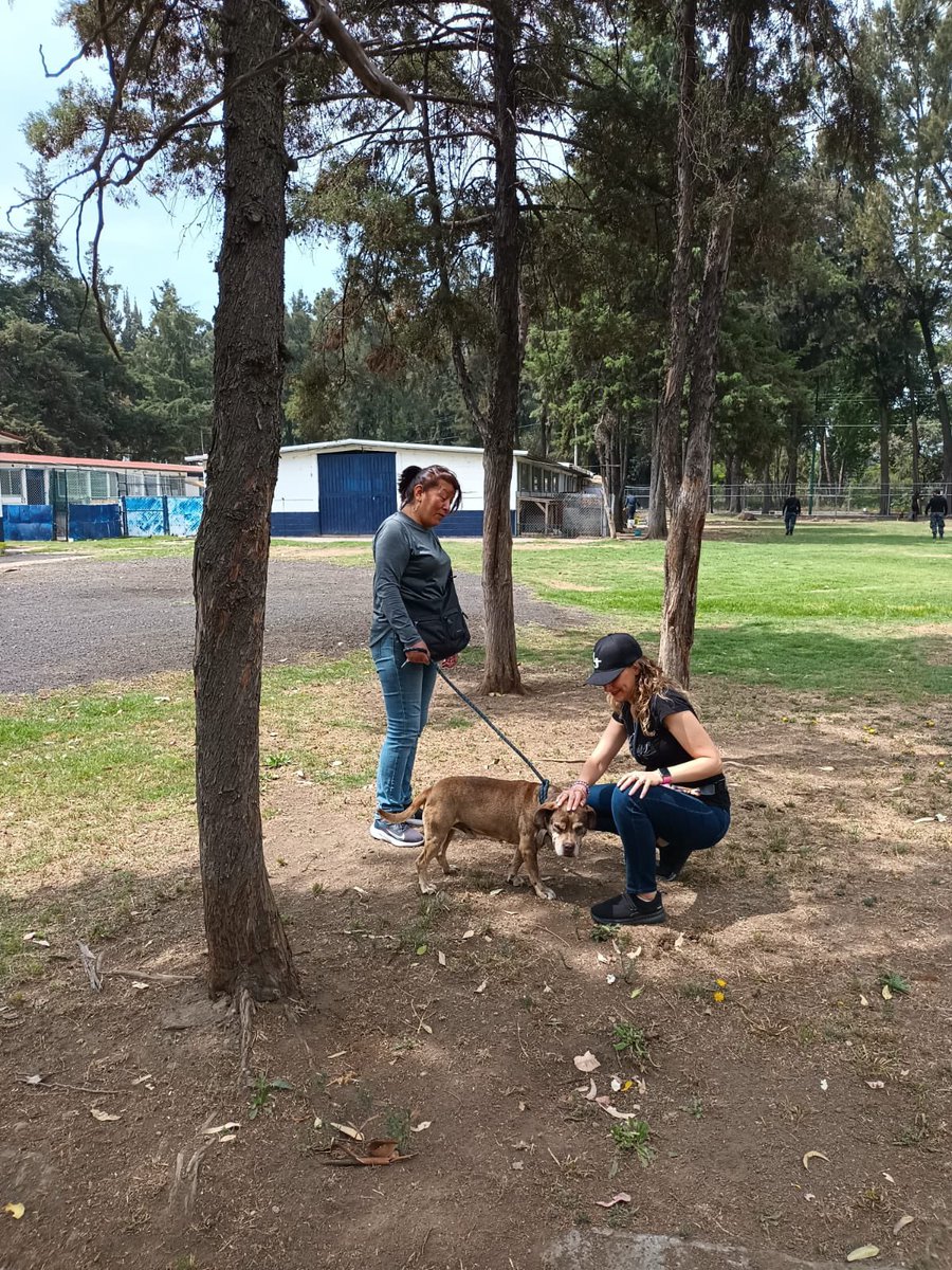 LetyVarela's tweet photo. De L a V dedico unas 4 horas para convivir y pasear a 🐕 de Brigada @SSC_CDMX y créanme que ¡es cansado!

Por ello agradezco infinitamente el apoyo que brindan los fines de semana nuestr@s #Padrin@s 

Si quieres participar en este programa semanal, repórtate aquí y te digo qué hacer