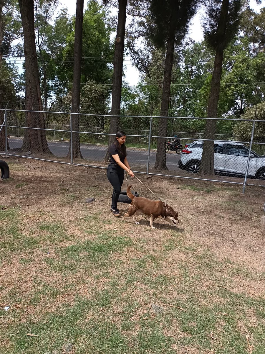 LetyVarela's tweet photo. De L a V dedico unas 4 horas para convivir y pasear a 🐕 de Brigada @SSC_CDMX y créanme que ¡es cansado!

Por ello agradezco infinitamente el apoyo que brindan los fines de semana nuestr@s #Padrin@s 

Si quieres participar en este programa semanal, repórtate aquí y te digo qué hacer