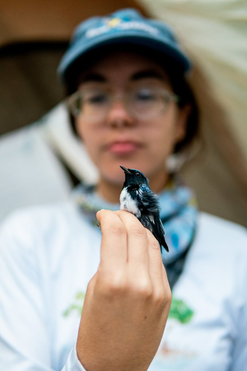 dv_puerto's tweet photo. Hey!! Have you met Tito?
Tito is an extraordinary Black-throated Blue Warbler. He's the first bird wearing @birdscaribbean bands!!! 
Tito winters in Cuba and might be raising beautiful chicks in North America right now. https://t.co/CQQdOfMv9R