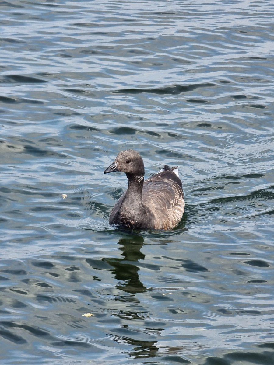 JoeGarvey20's tweet photo. Dark Bellied Brent Goose at Chasewater Country Park, This Morning.

#Chasewater #Goose https://t.co/iPLvO21bLk