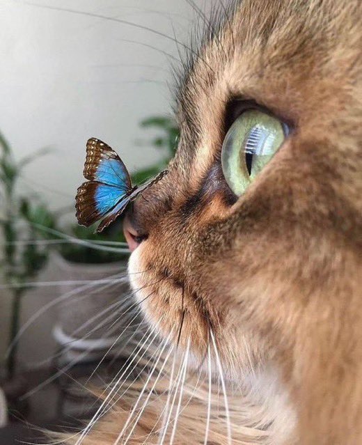 WeAssessCats's tweet photo. https://t.co/CAgViEQFvT