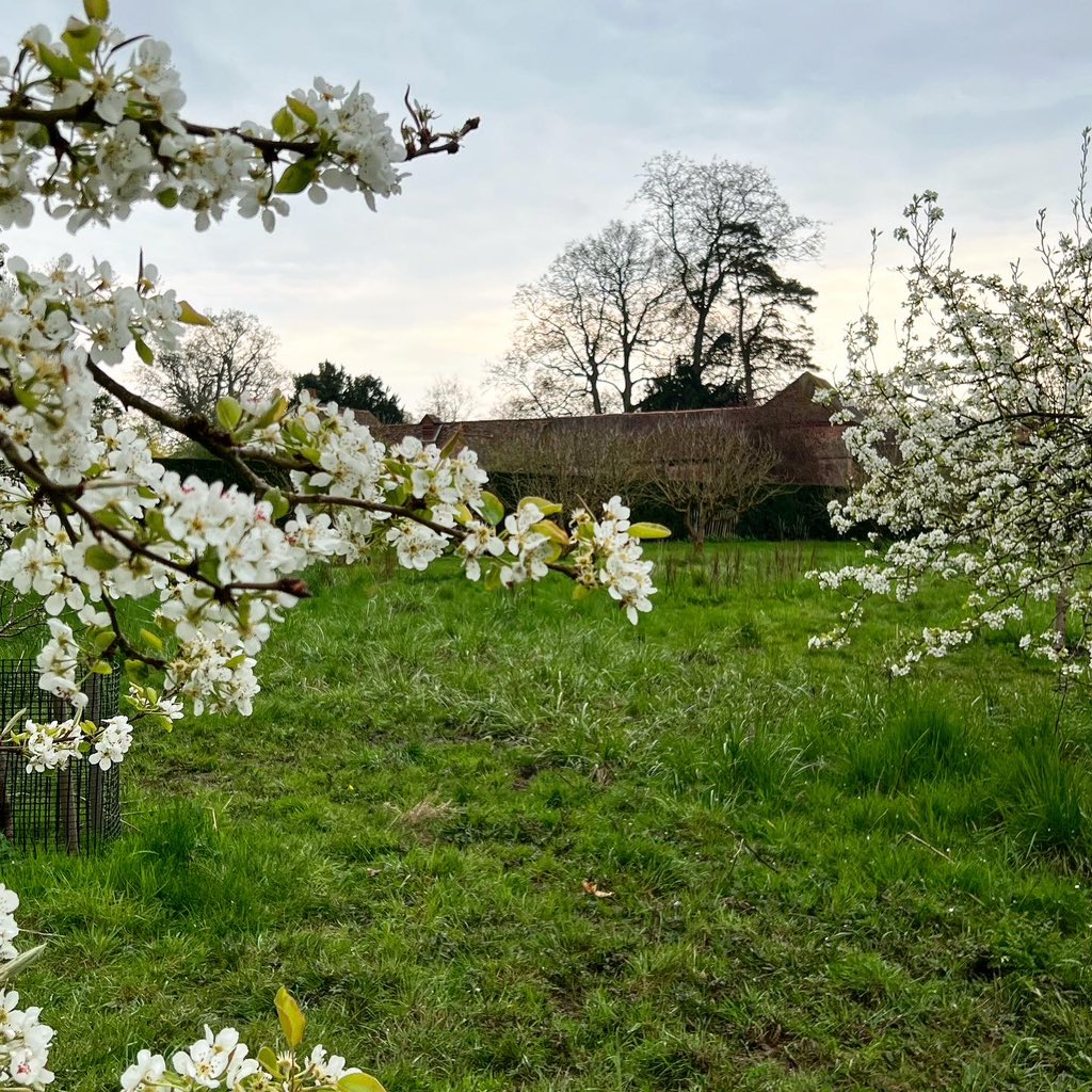 diamond_supreme's tweet photo. Beautiful blossoms at the Vyne #BlossomWatchComp #SpringVibes #daysout https://t.co/K2kO9hP2IE