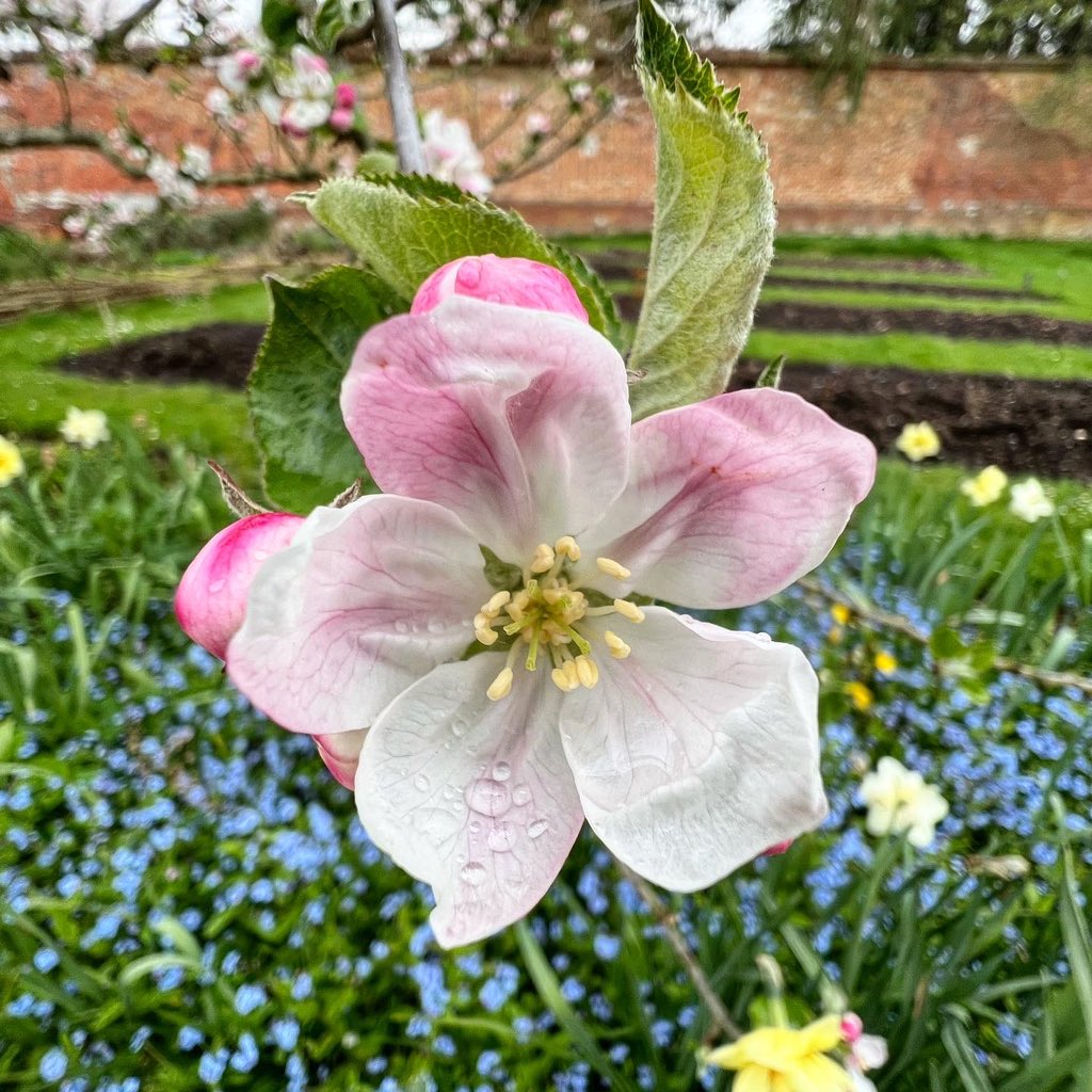 diamond_supreme's tweet photo. Beautiful blossoms at the Vyne #BlossomWatchComp #SpringVibes #daysout https://t.co/K2kO9hP2IE