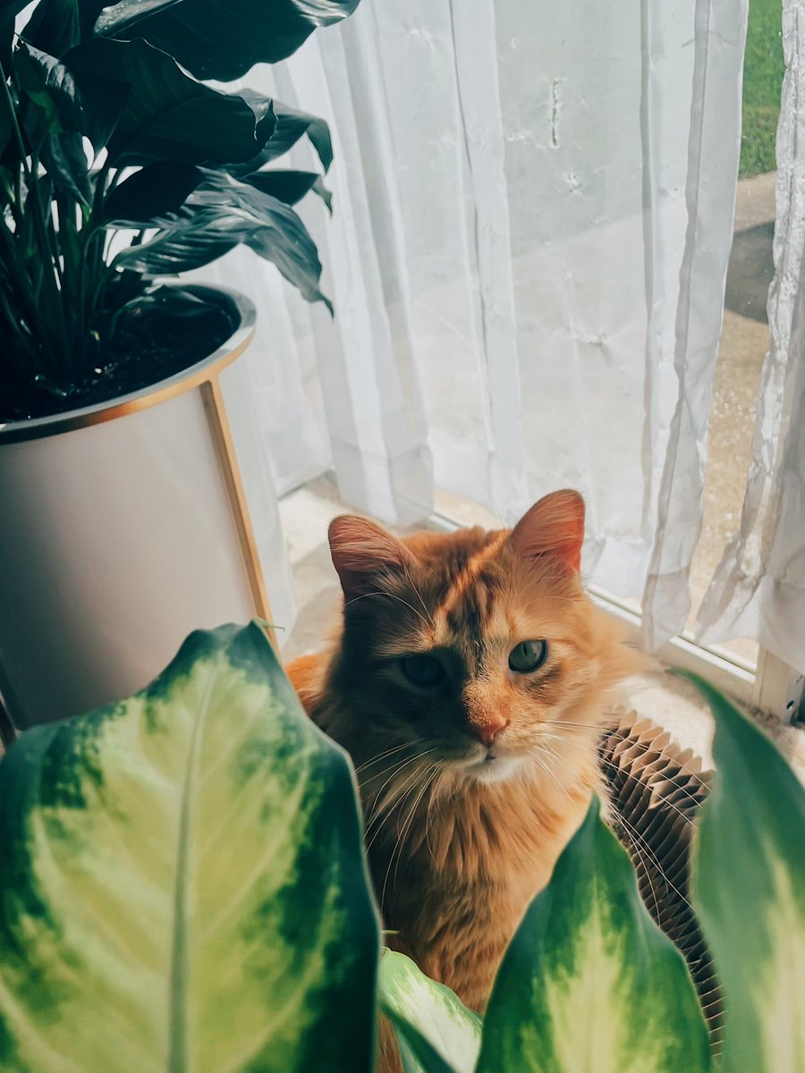 pairahslacks's tweet photo. Meet James. We’re besties 🐱 https://t.co/0PlXQVcDHs
