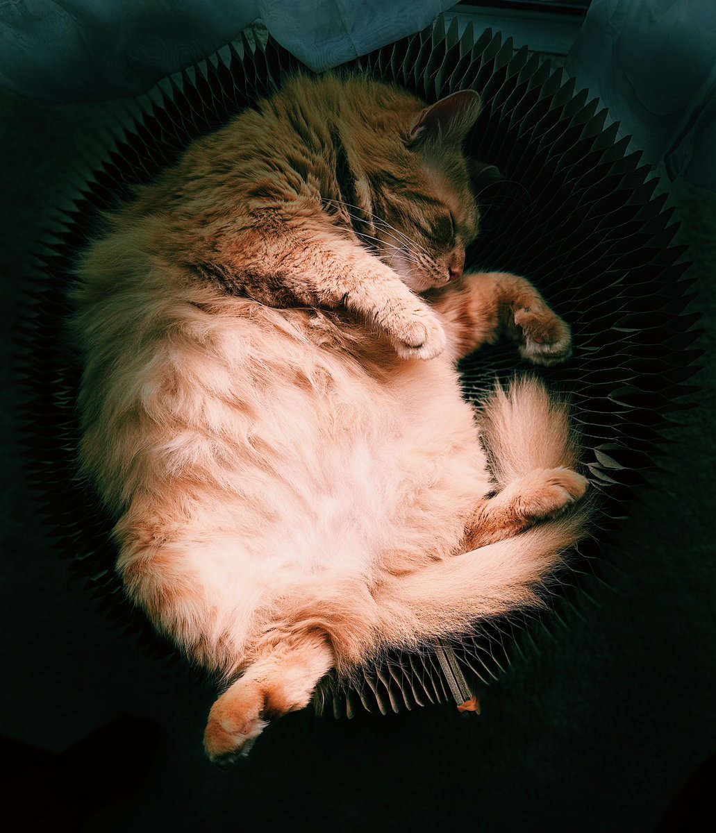 Meet James. We’re besties 🐱