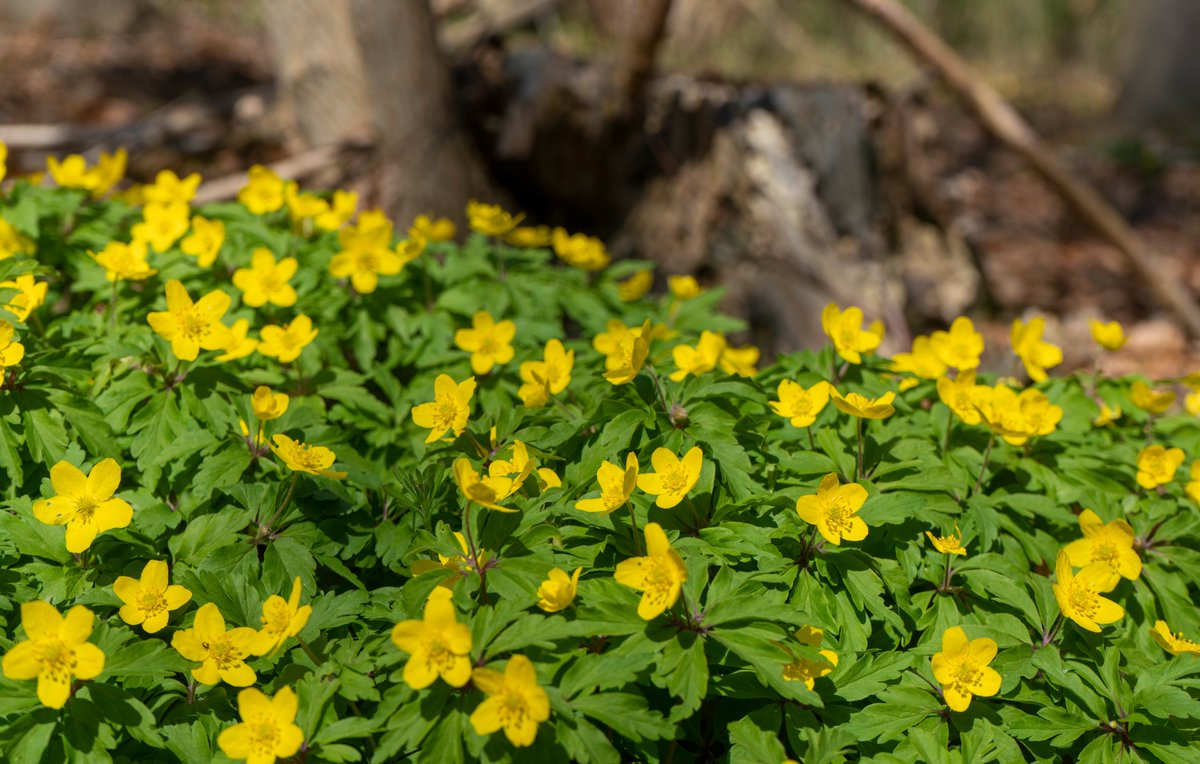 DorteHedengran's tweet photo. The forest floor covered with yellow anemones on this beautiful day🌼
#Denmark #NaturePhotography #SonyAlpha #photooftheday #April22th #SaturdayVibes #SaturdayMorning #Saturday #Flowers
📸Dorte Hedengran https://t.co/QNuNyyz6ps