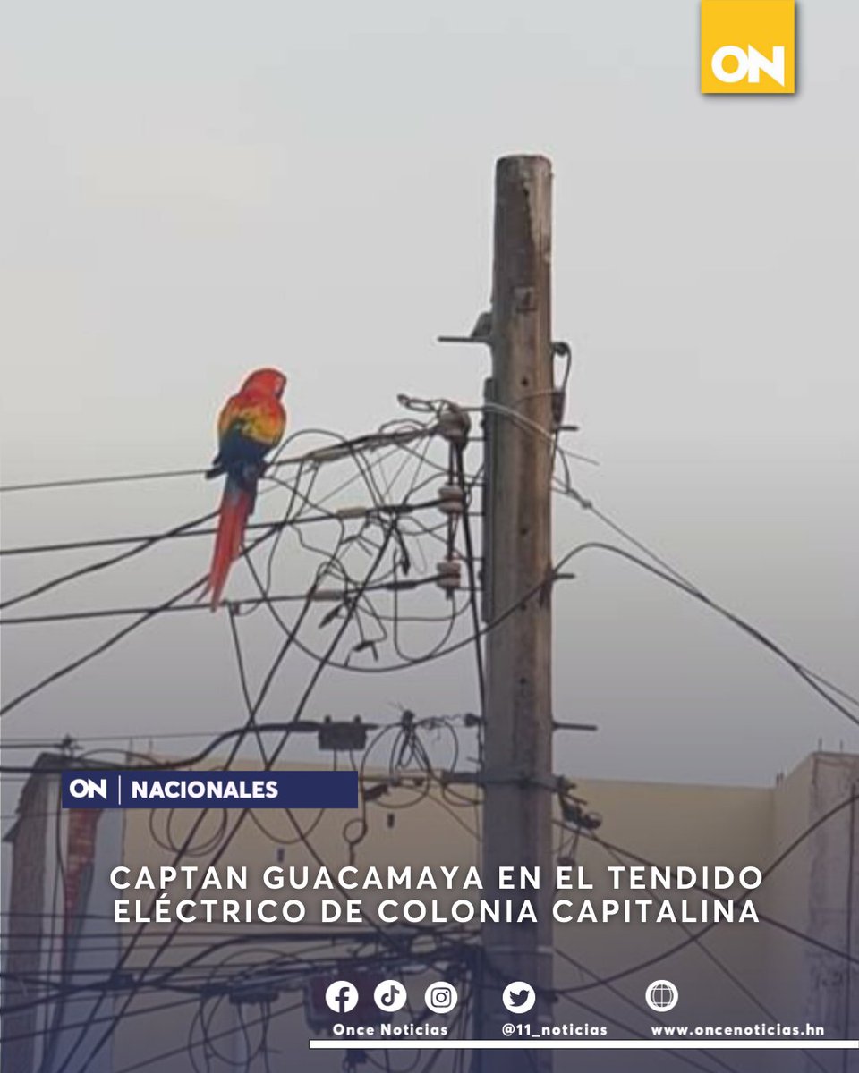 canal11hn's tweet photo. ¡HERMOSA! 😍🦜 | Capitalinos lograron captar una Guacamaya en el tendido eléctrico, misma que se maneja se vio obligada a huir por los incendios forestales.
Más detalles 👉 en link en Bio. https://t.co/lcg7N1Da2j