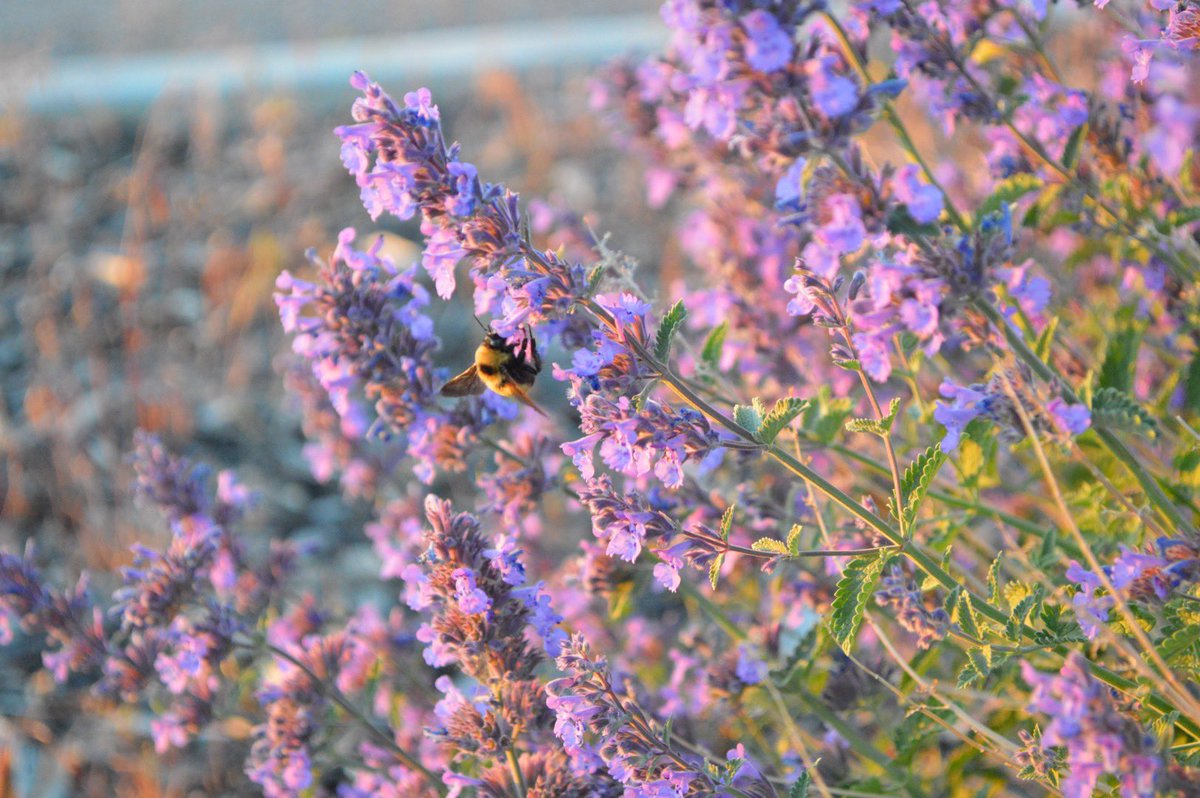 BeeingChristine's tweet photo. Hap🐝 #EarthDay https://t.co/8Qox587Lhb