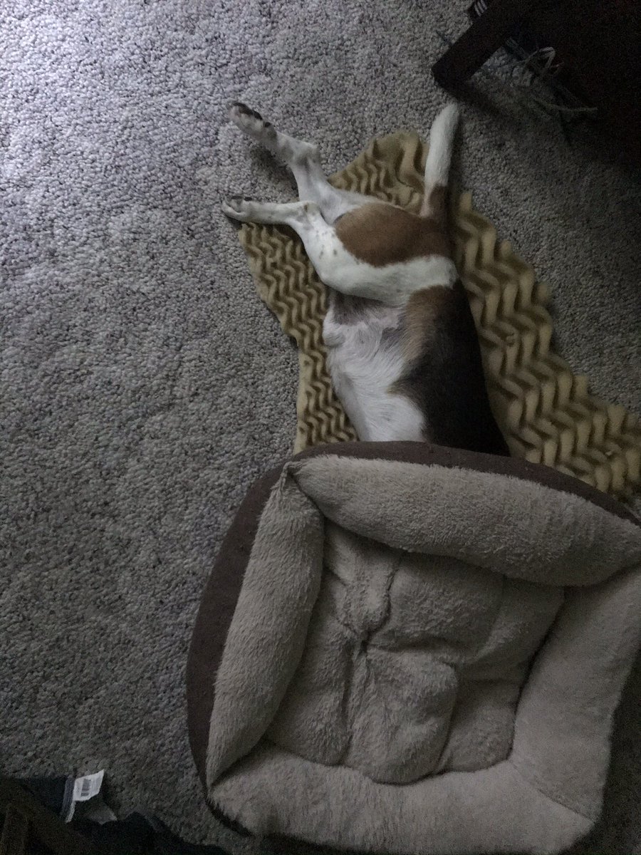 #NationalBeagleDay