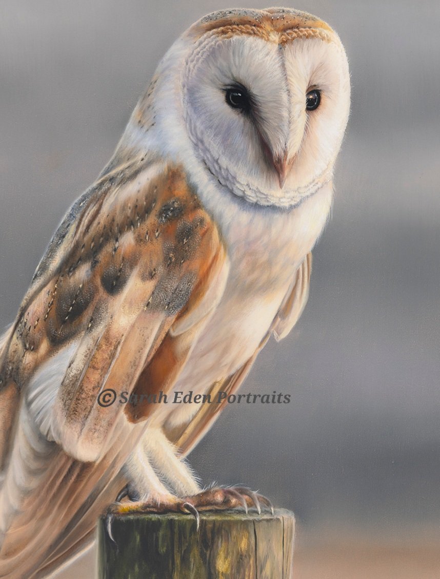 This lovely lady has now sold but my larger owl piece will be available once finished 🦉

Oil on board, 16 x16'

#owl #owls #owlpainting #barnowl #barnowlsofinstagram #owlsofinstagram #owllover #animalartist #animalart #wildlife #birdlife #owldrawing #britishwildlife
