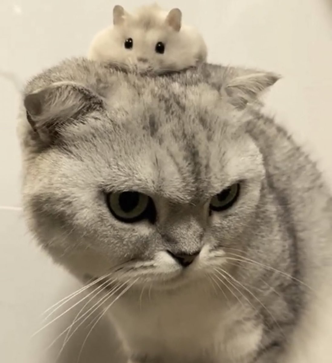 didhanming's tweet photo. 🐹🤍🐱 https://t.co/xkjPFvHbjf