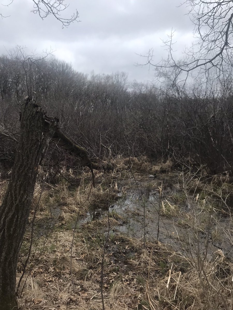 Ignisfox1's tweet image. Cool 36f breezy day today for a walk alone in the woods 
The broken tree I noticed at the start of April is still up and still groaning. 
#dailywalk #mnspring #minnesota #tree