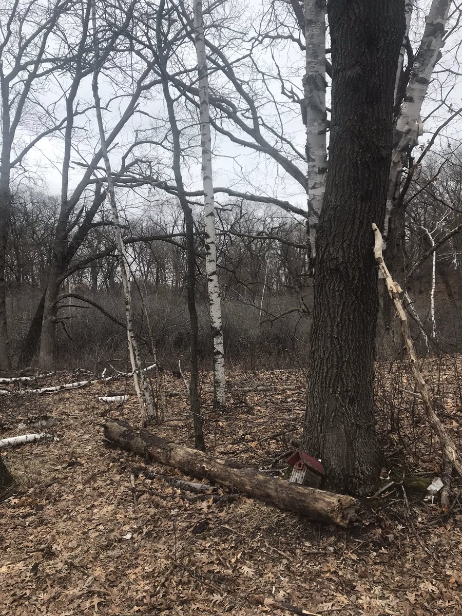 Ignisfox1's tweet image. Cool 36f breezy day today for a walk alone in the woods 
The broken tree I noticed at the start of April is still up and still groaning. 
#dailywalk #mnspring #minnesota #tree