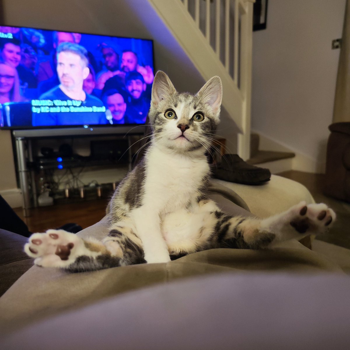 RJSissons's tweet photo. @Foster_Fluff Kittens got talent is on. #kittens #Caturday #CatsOfTwitter https://t.co/d7NAnfS2pf