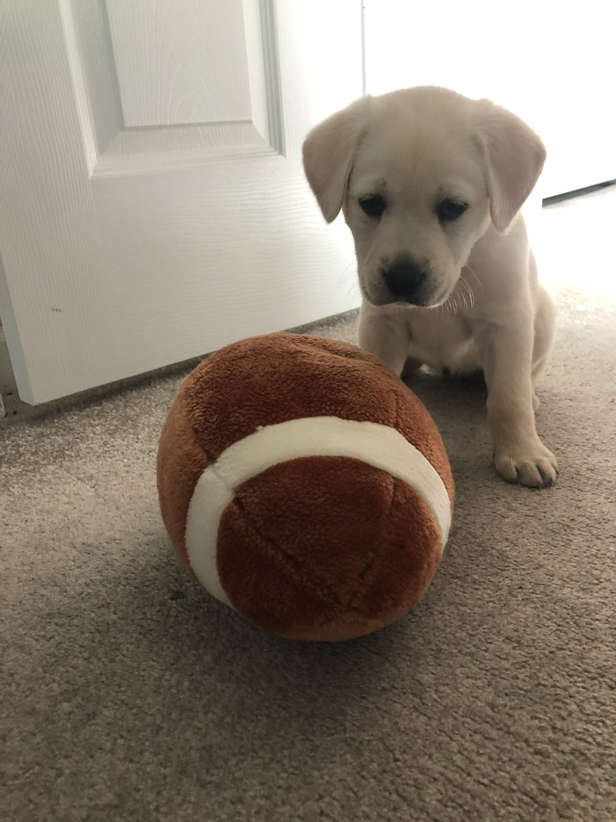DakotaJamesCox's tweet photo. Penny’s Gotcha Day, 3 years ago. 

Zero clue what I’d do without the princess. https://t.co/83zNKh9Zy5