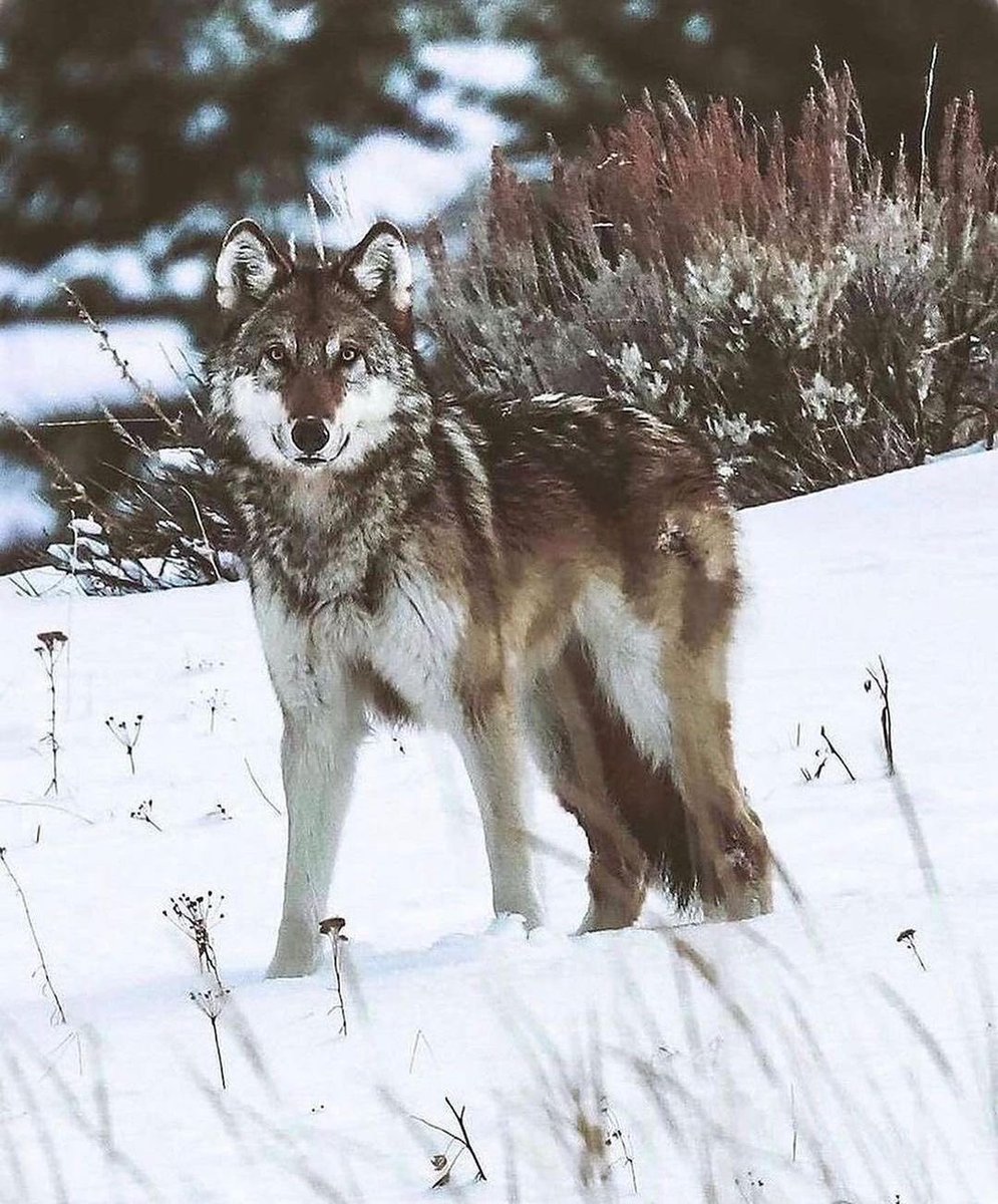 brianjohnsadven's tweet photo. I’d like to re-introduce wolves all over the United States of America 🇺🇸 🗽 #wolf #savewolf #wolves #montana https://t.co/wfNFhplSt1