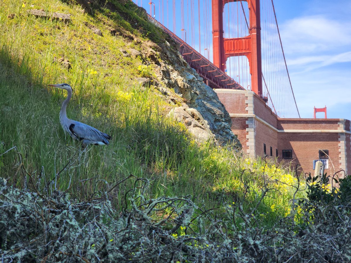 FortPointNHS's tweet photo. Today’s theme for #NationalParkWeek is gratitude and we want to embrace the attitude of gratitude! We want to remind our visitors to be kind to our furry and feather friends and appreciate them from a distance by staying on trails and practicing #LeaveNoTrace principles! https://t.co/hIBycQhVhV