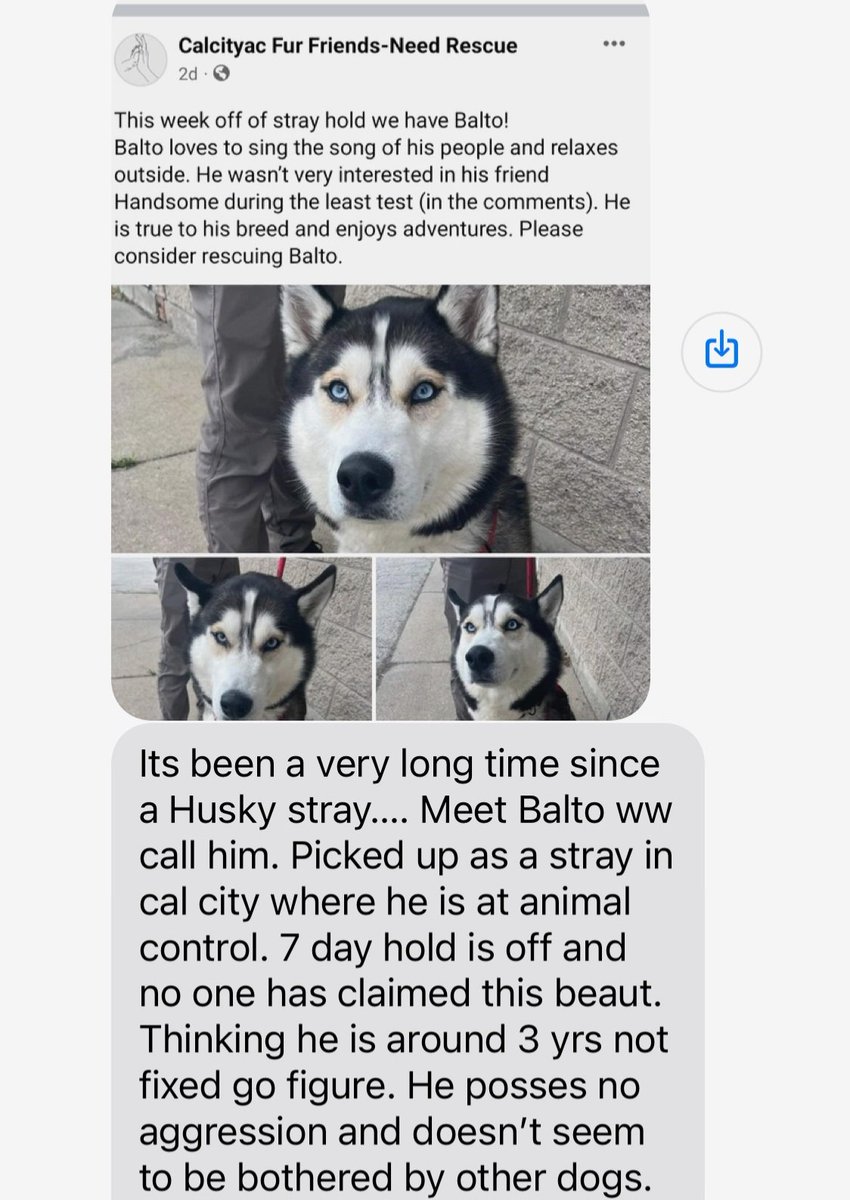 CoachPoort's tweet photo. Anyone interested in adopting/fostering a Husky let me know!! I will connect you to the contact. https://t.co/vLtjfi2s9M