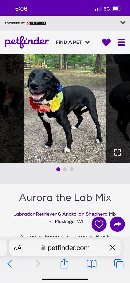 BillysPosse's tweet photo. LOST ... MUSKEGO ... JUST adopted today. came up from TX yesterday.  DO NOT ATTEMPT TO CATCH! Please call in sightings to new owner with when,  where,  what she's doing,  and direction she went.  She's terrified! Please do not follow or she could run into traffic! 262-327-2840. https://t.co/9n4cJ5VPCn