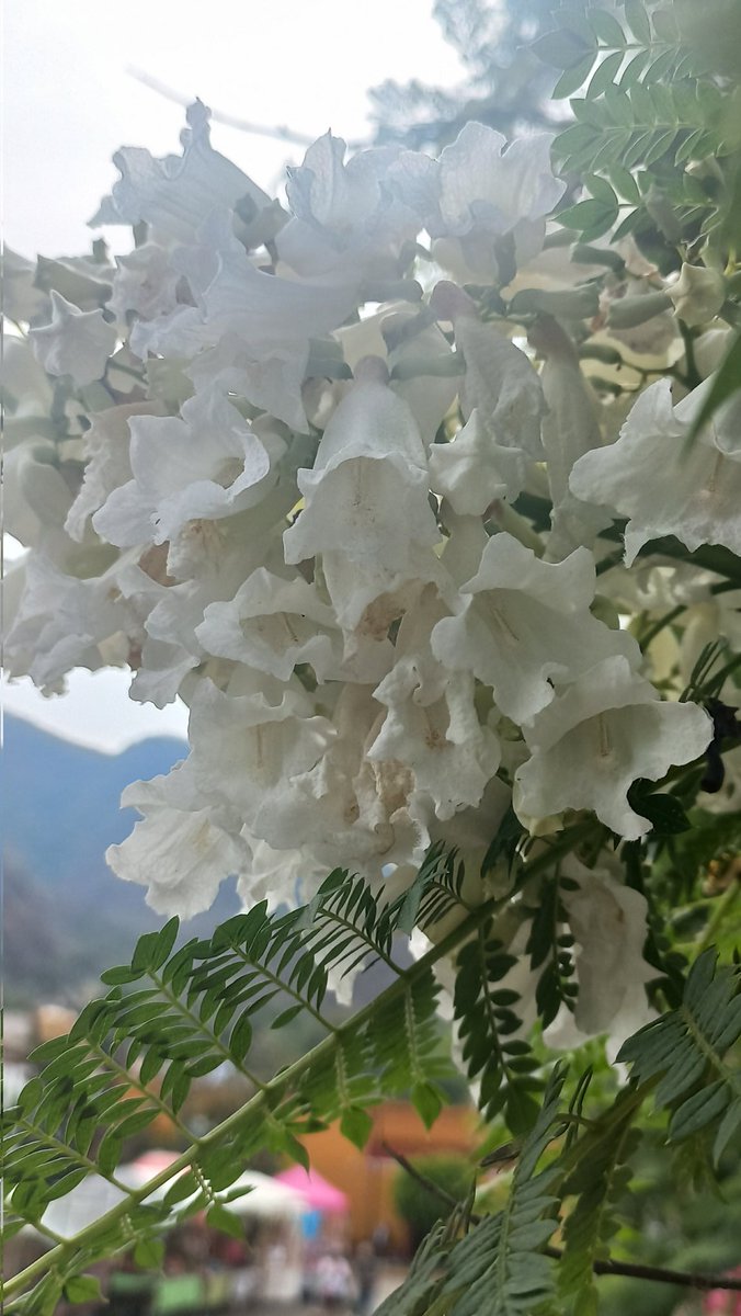 CAVOvalecillo's tweet photo. Una jacaranda blanca en Malinalco. https://t.co/ScB8ptlPqd