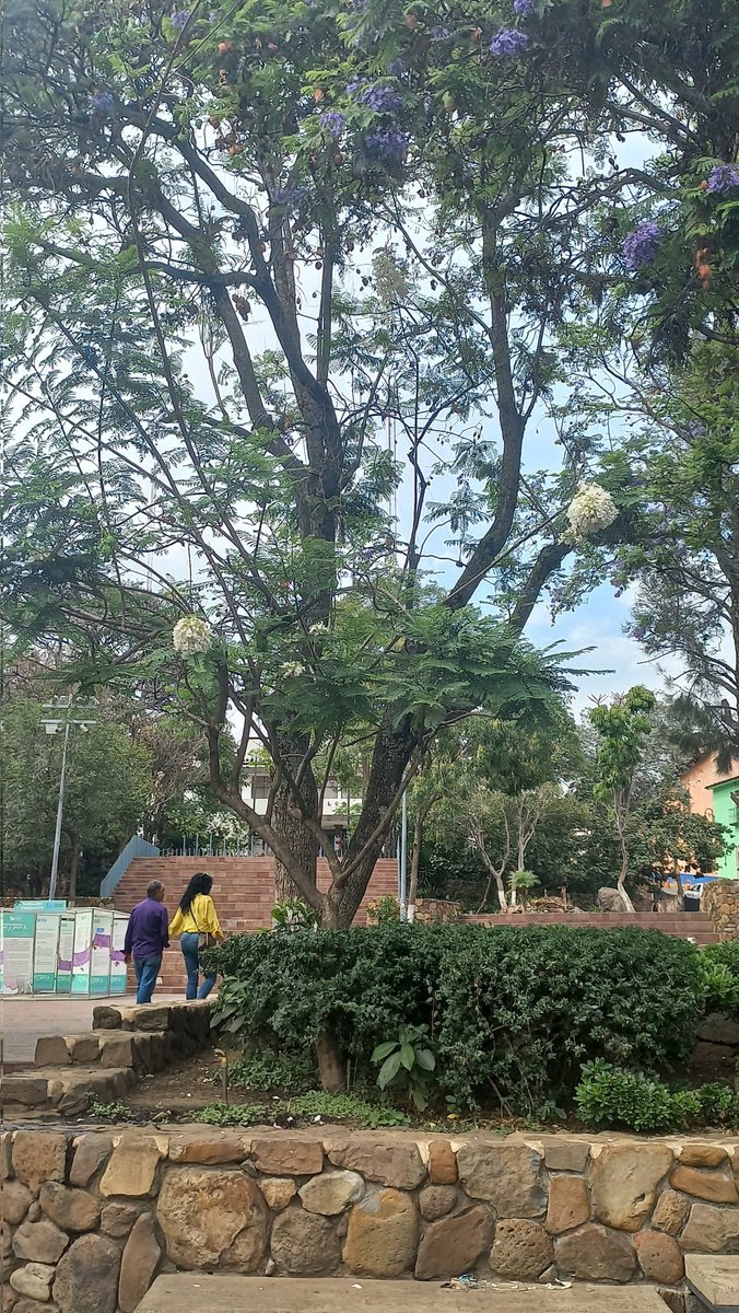 CAVOvalecillo's tweet photo. Una jacaranda blanca en Malinalco. https://t.co/ScB8ptlPqd