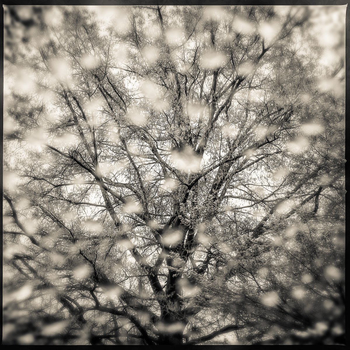 wcp's tweet photo. Happy Earth Day, D.C. 🌳 

City Paper staff photographer Darrow Montgomery's latest Page Three photo is here. Check out his full column at the link. 
https://t.co/uQn0z8cCPO https://t.co/NEX0EVI57C