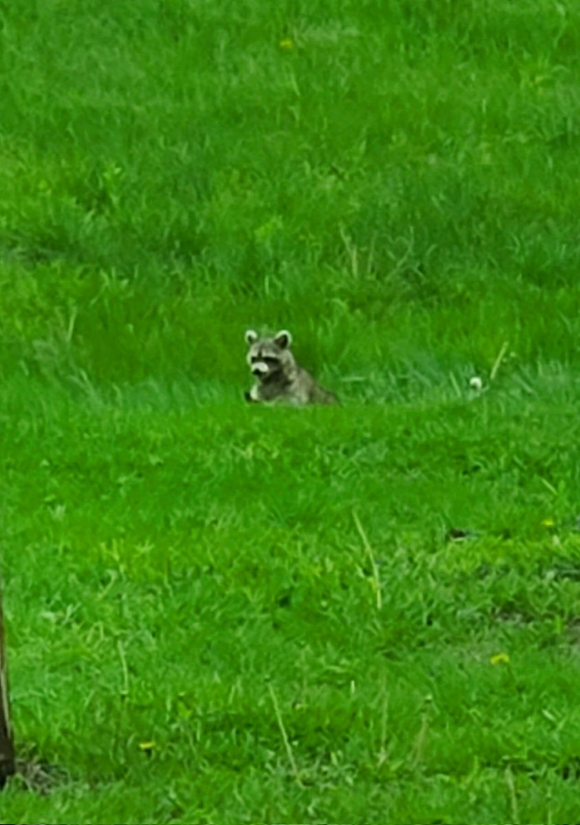 jsheese's tweet photo. Small visitor this evening. #raccoon #nature #welcome #thanksforvisiting https://t.co/R64Jwz1wUy