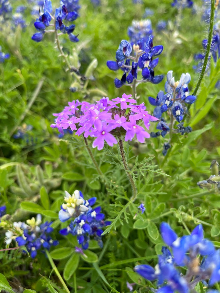 My favorite time of the year in Texas.