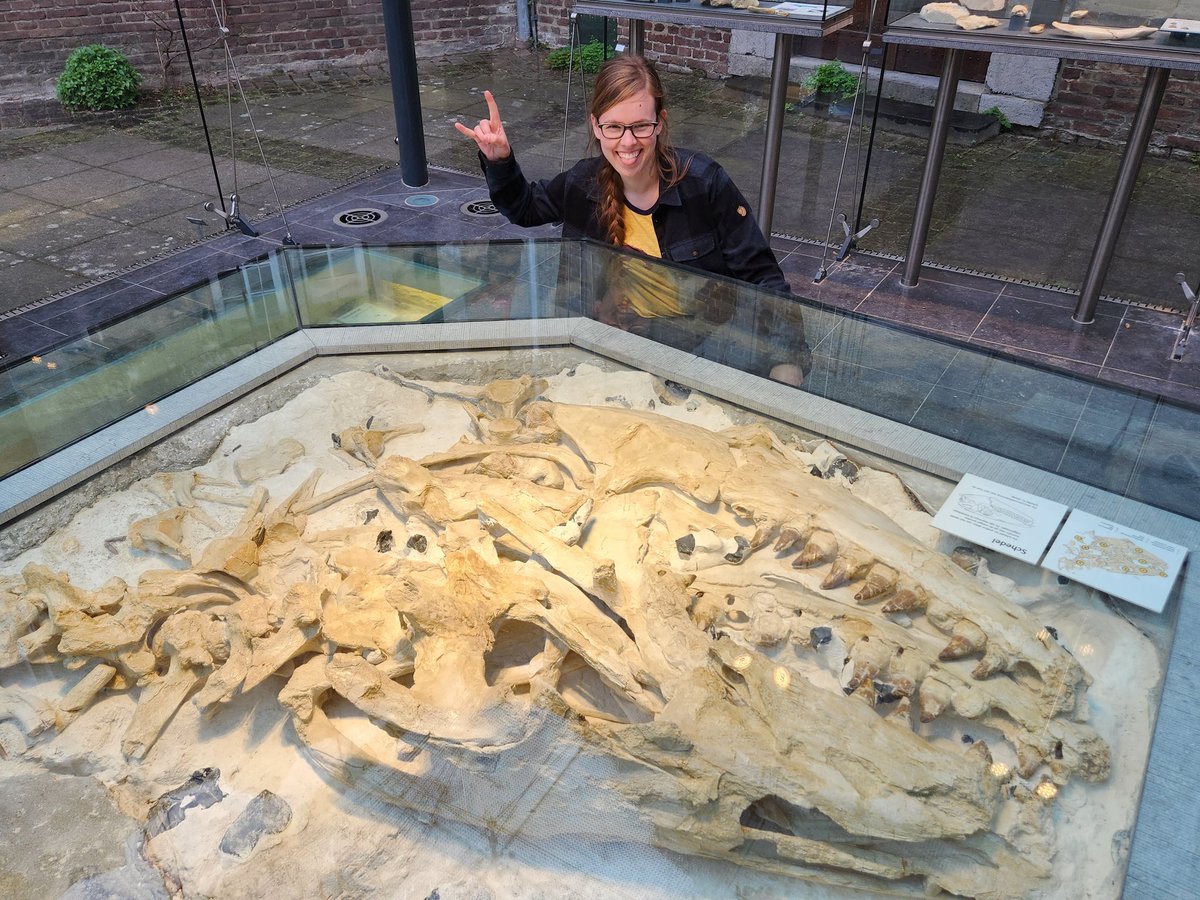 Meet Bér, a Prognathodon saturator enshrined in THE MOSALEUM at the Natuurhistorisch Museum Maastricht...my god, what a BEAST