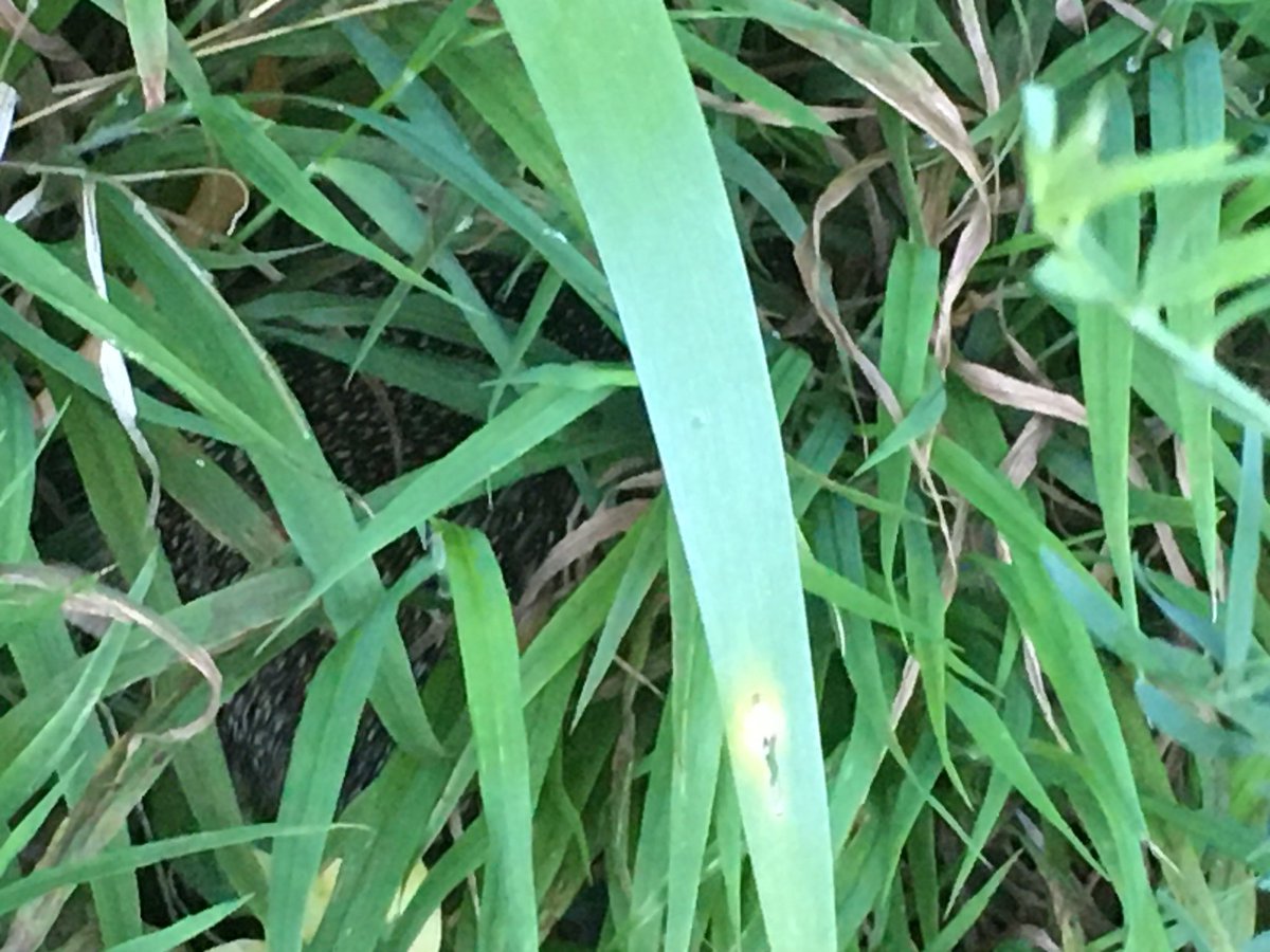 HedgehogCabin's tweet photo. A hedgehog resting up in long grass is almost impossible to see. They will hear your strimmer and smell you approaching, and be terrified, but unlike other animals who run away, a hedgehog just curls up tighter, hoping you'll leave her alone.

Please never strim below knee level. https://t.co/eJqSPrhaeM