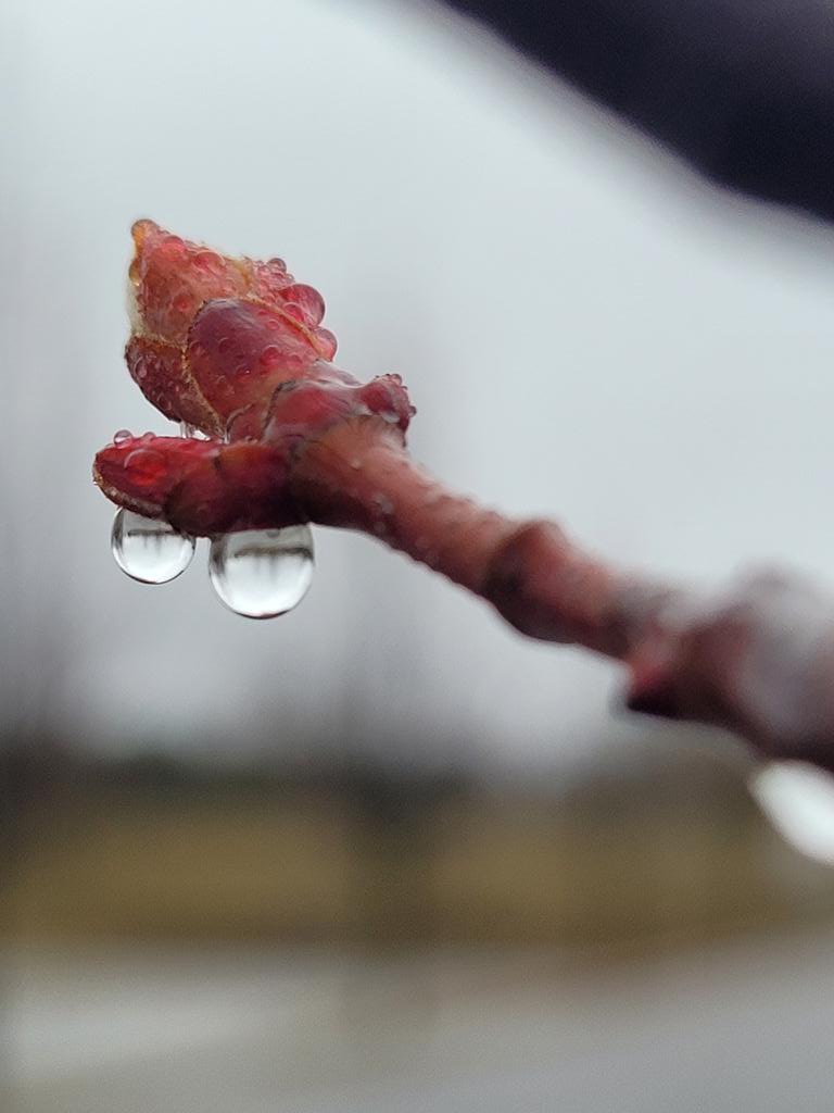 TimmySkidoo's tweet photo. #spring
#newgrowrh
#treebuds https://t.co/5qrJYYkmVO