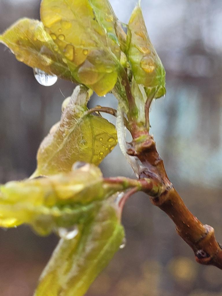 TimmySkidoo's tweet photo. #spring
#newgrowrh
#treebuds https://t.co/5qrJYYkmVO