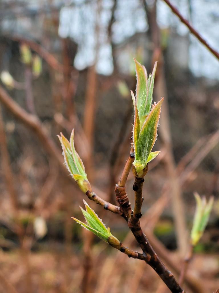 TimmySkidoo's tweet photo. #spring
#newgrowrh
#treebuds https://t.co/5qrJYYkmVO