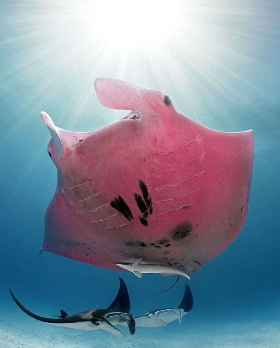 Manta raya rosa, la única del mundo vista en la Gran Barrera de Coral.