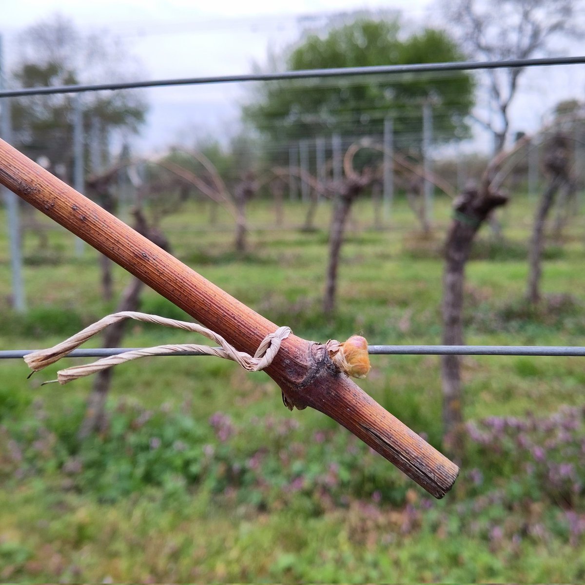 LexVinum's tweet photo. Auch an der Bergstraße geht's allmählich los. Die Reben (hier Cabernet Cortis) kennen wahrscheinlich die Wettervorhersage und warten noch die nächsten kalten Tage ab. Und dann: 🚀🌱 https://t.co/dbFmFAWLRJ