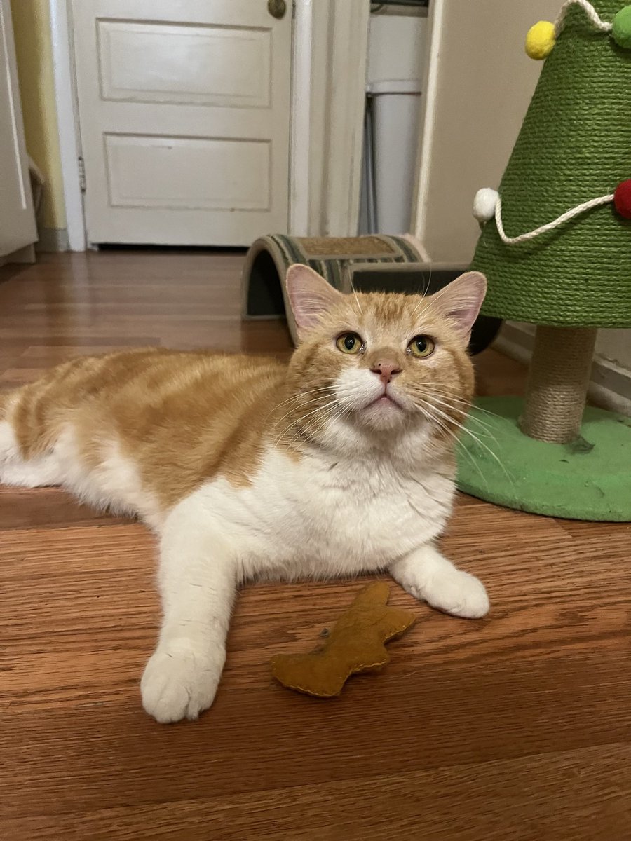 the cats out of the bag! fishtopher has a new roommate! meet mr lover :)