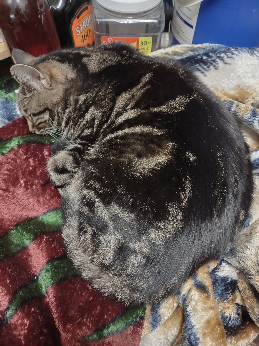 LordBoozeKitty's tweet photo. To do your best work you need to get proper rest. Take care of your body and mind and they'll take care of you. Happy #Caturday. https://t.co/6ECJ6s01JM