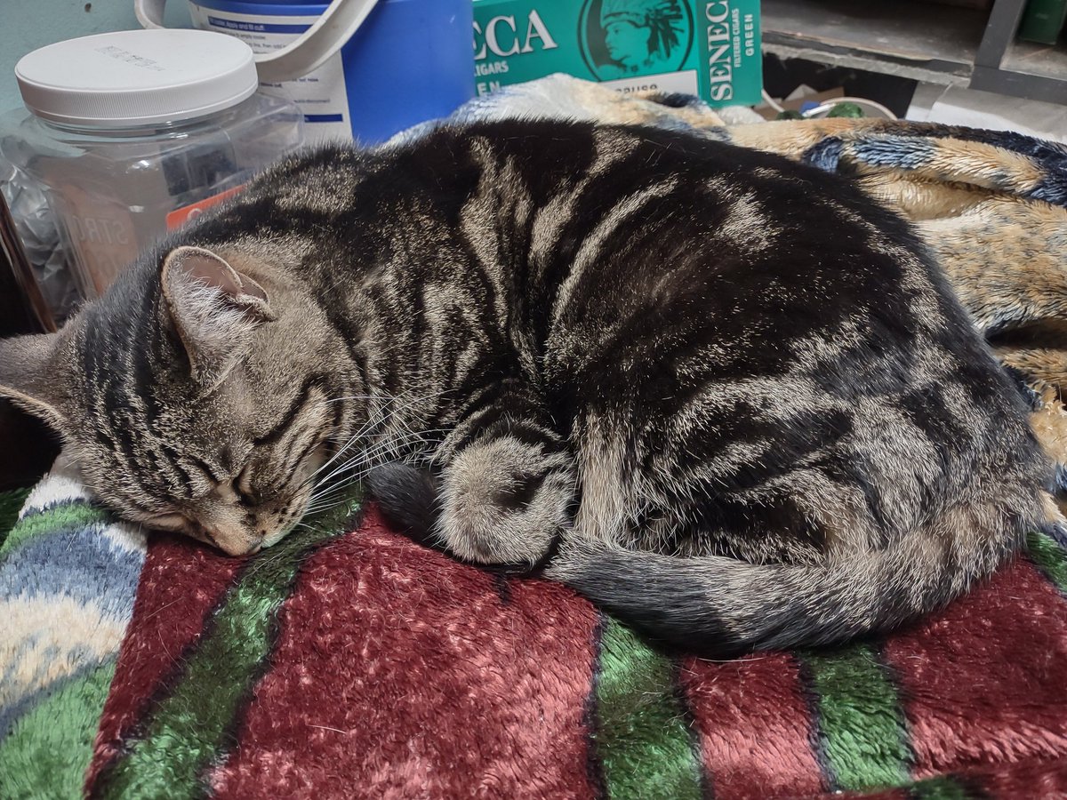LordBoozeKitty's tweet photo. To do your best work you need to get proper rest. Take care of your body and mind and they'll take care of you. Happy #Caturday. https://t.co/6ECJ6s01JM