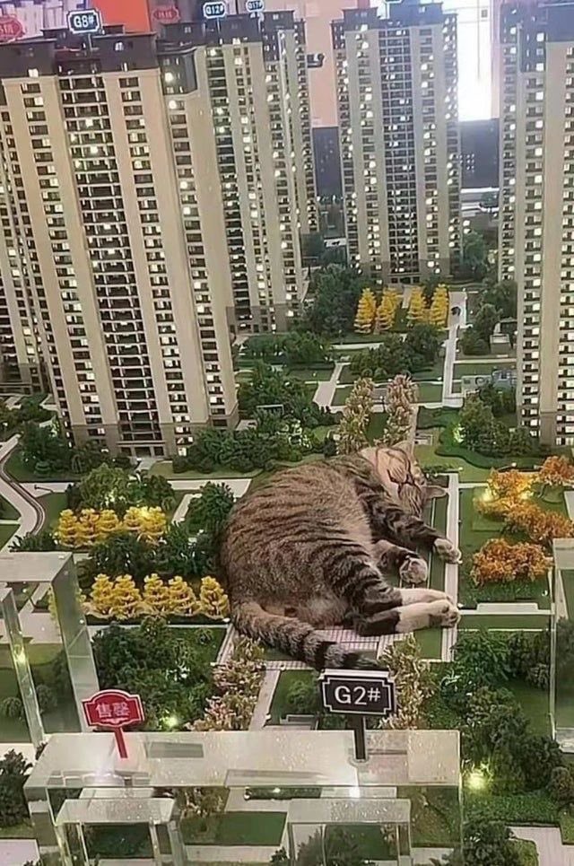 h2o_app's tweet photo. Web 4.0: the era of the sentient internet. Who needs a therapist when you can just pour your heart out to your browser? #Web4point #AI #cat #meme #like #follow https://t.co/tmuqWa4WRb