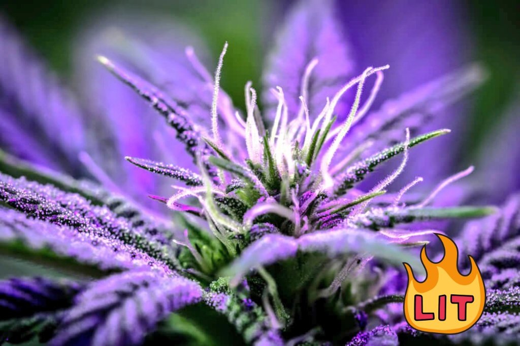 leafmealoneinc's tweet photo. Today's happy place is #Sponsoredbyweed ❤️🤲🫠 https://t.co/yWXr6ch64U